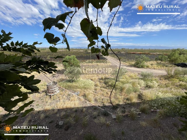 Bodega con Viñedo en Venta en Maipu, Mendoza