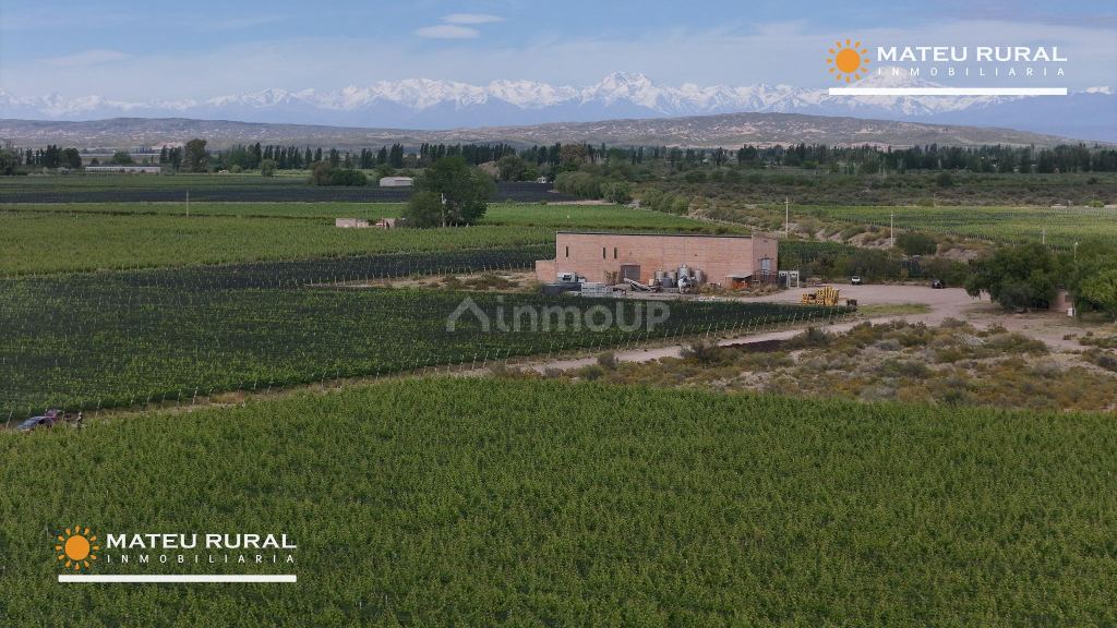 Bodega con Viñedo en Venta en Maipu, Mendoza