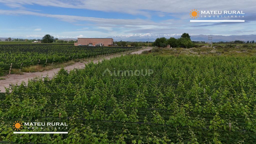 Bodega con Viñedo en Venta en Maipu, Mendoza