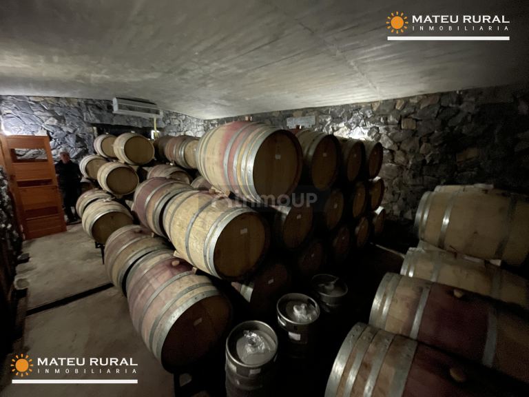 Bodega con Viñedo en Venta en Maipu, Mendoza
