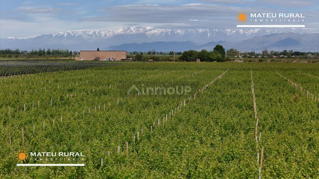 Bodega con Viñedo en Venta en Maipu, Mendoza