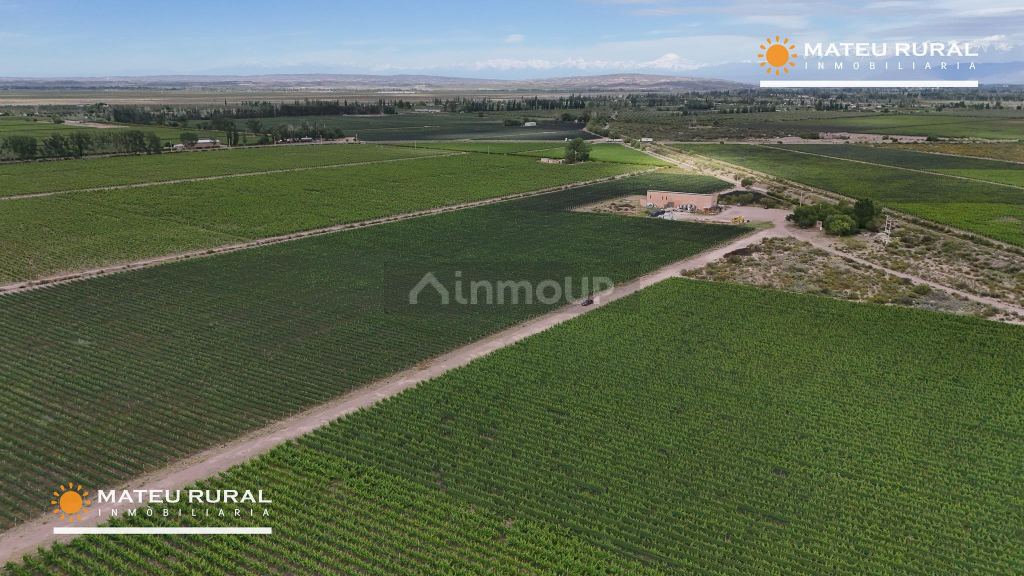 Bodega con Viñedo en Venta en Maipu, Mendoza