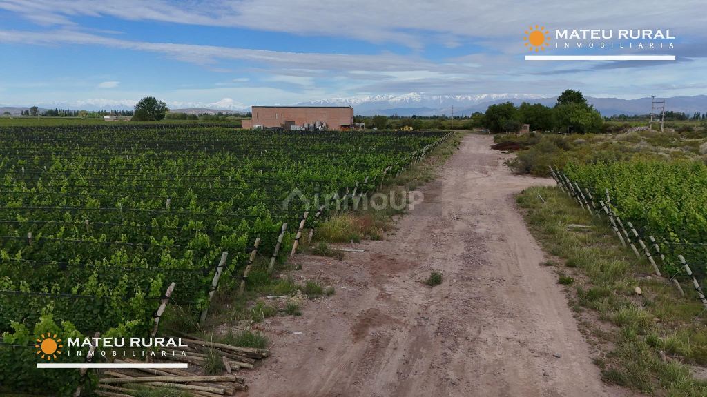 Bodega con Viñedo en Venta en Maipu, Mendoza