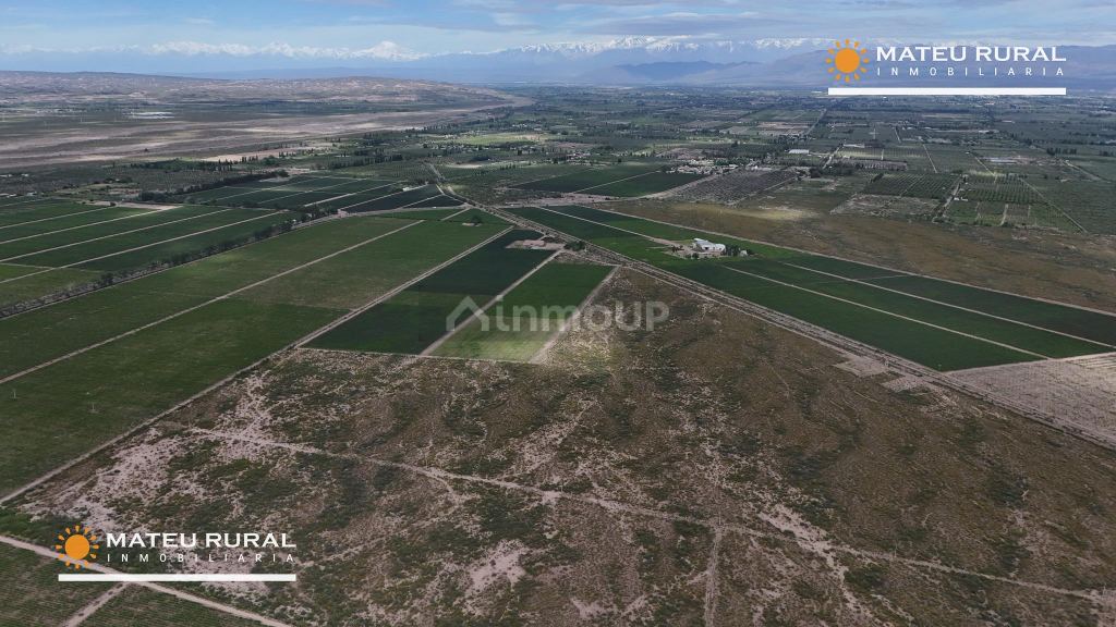 Bodega con Viñedo en Venta en Maipu, Mendoza