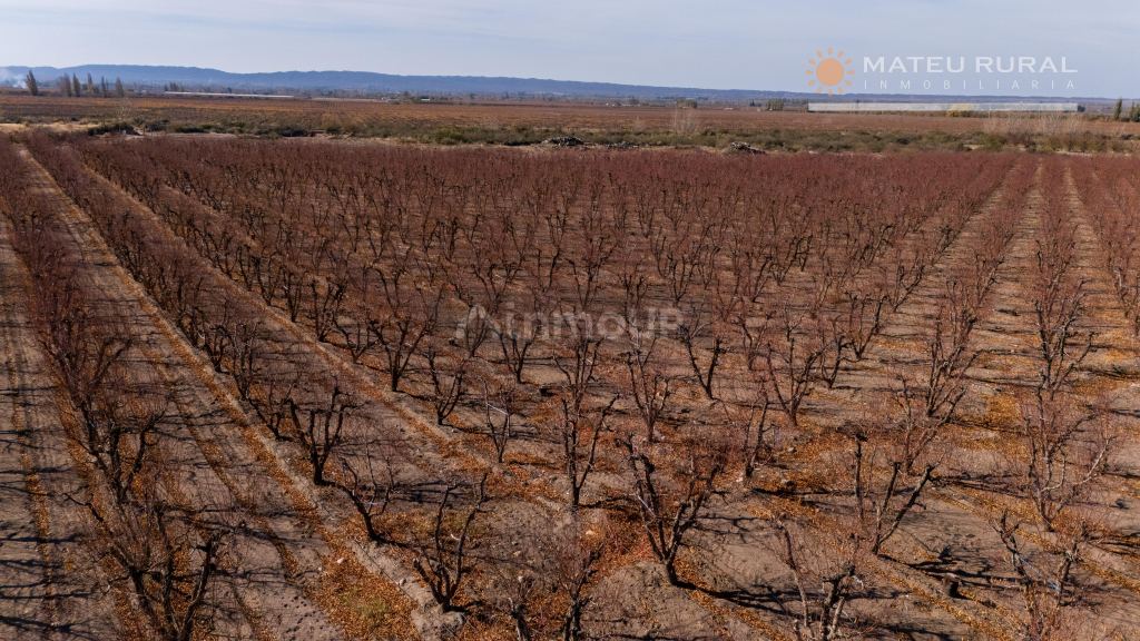 Finca en Venta en Tupungato, Mendoza