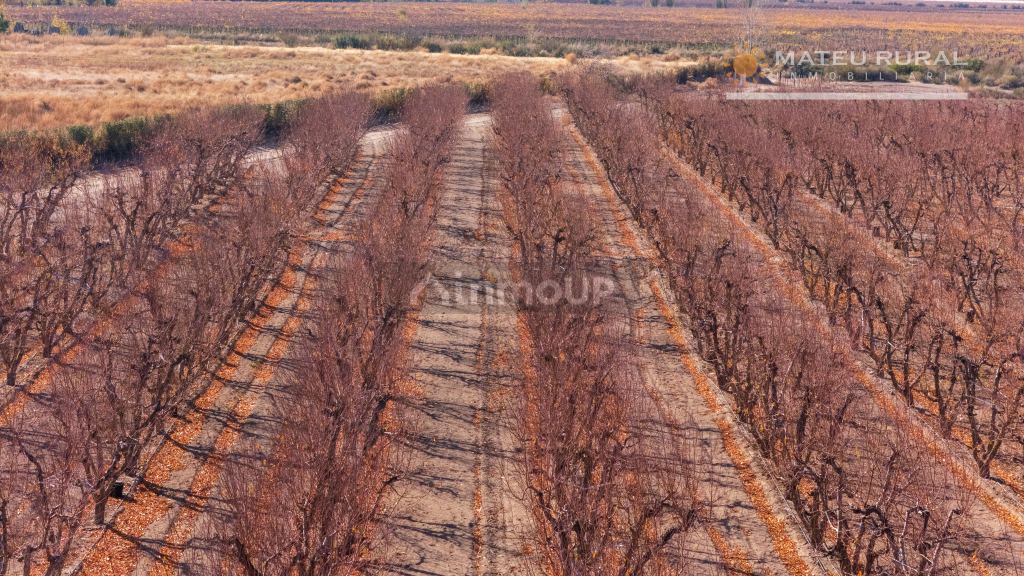 Finca en Venta en Tupungato, Mendoza