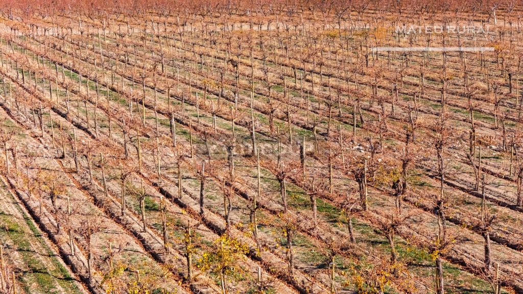 Finca en Venta en Tupungato, Mendoza