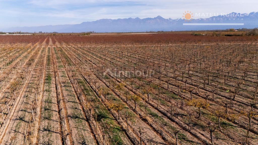 Finca en Venta en Tupungato, Mendoza