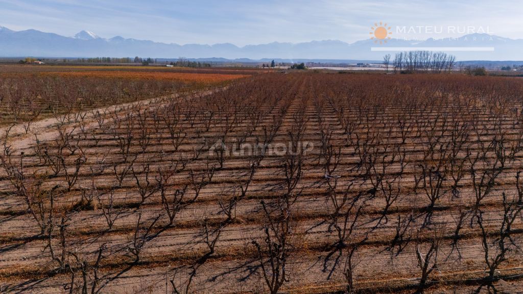 Finca en Venta en Tupungato, Mendoza