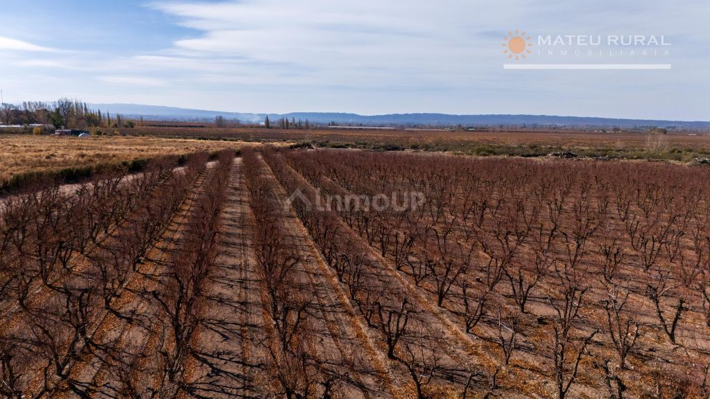 Finca en Venta en Tupungato, Mendoza