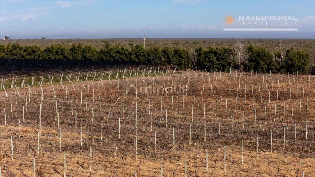 Finca en Venta en Santa Rosa, Mendoza