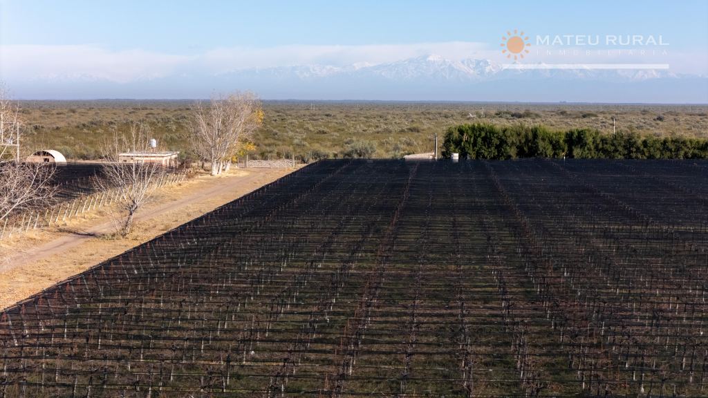 Finca en Venta en Santa Rosa, Mendoza