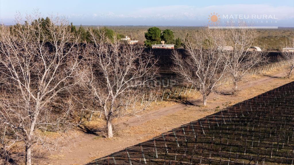 Finca en Venta en Santa Rosa, Mendoza