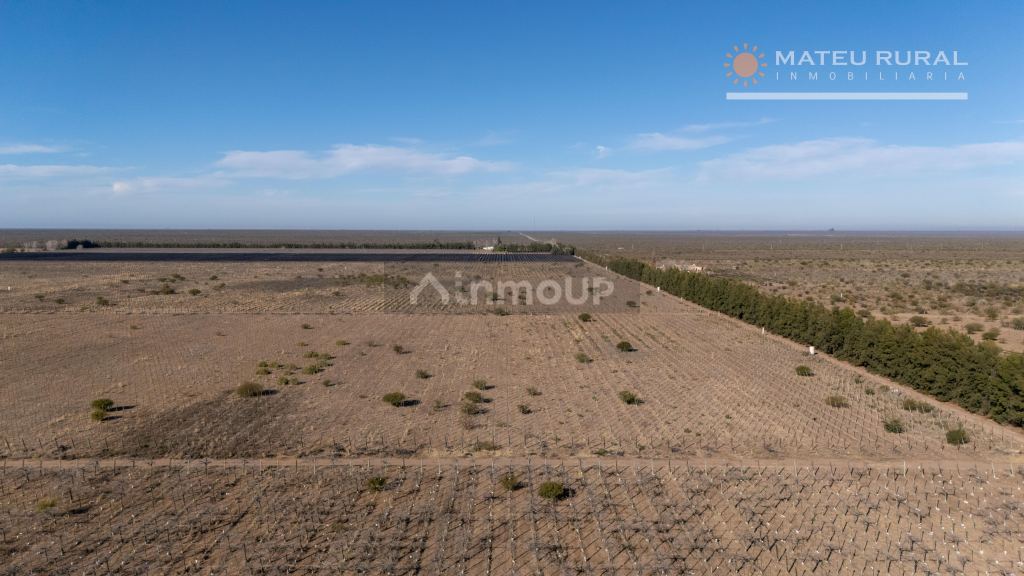 Finca en Venta en Santa Rosa, Mendoza