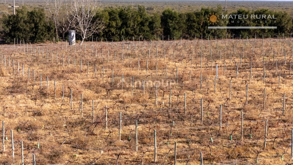 Finca en Venta en Santa Rosa, Mendoza