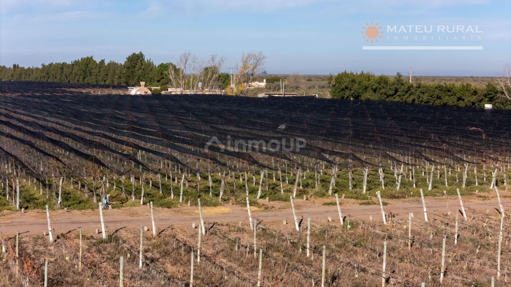Finca en Venta en Santa Rosa, Mendoza