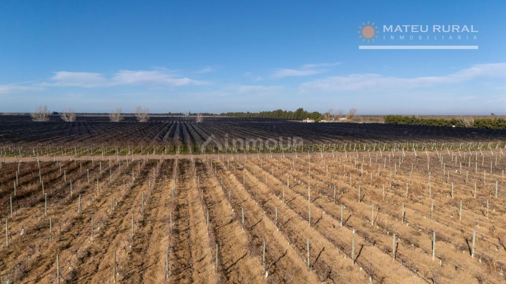 Finca en Venta en Santa Rosa, Mendoza
