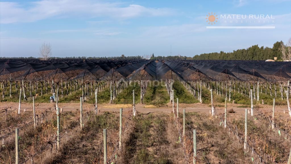 Finca en Venta en Santa Rosa, Mendoza