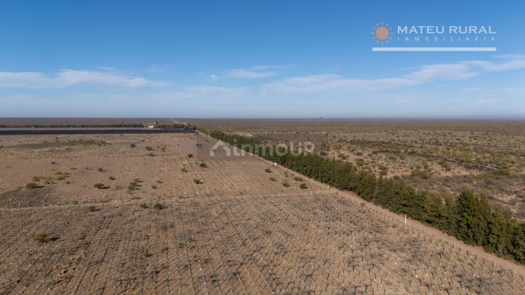 Finca en Venta en Santa Rosa, Mendoza