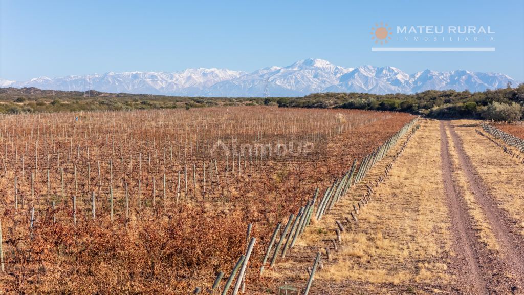 Finca en Venta en Lujan de Cuyo, Mendoza