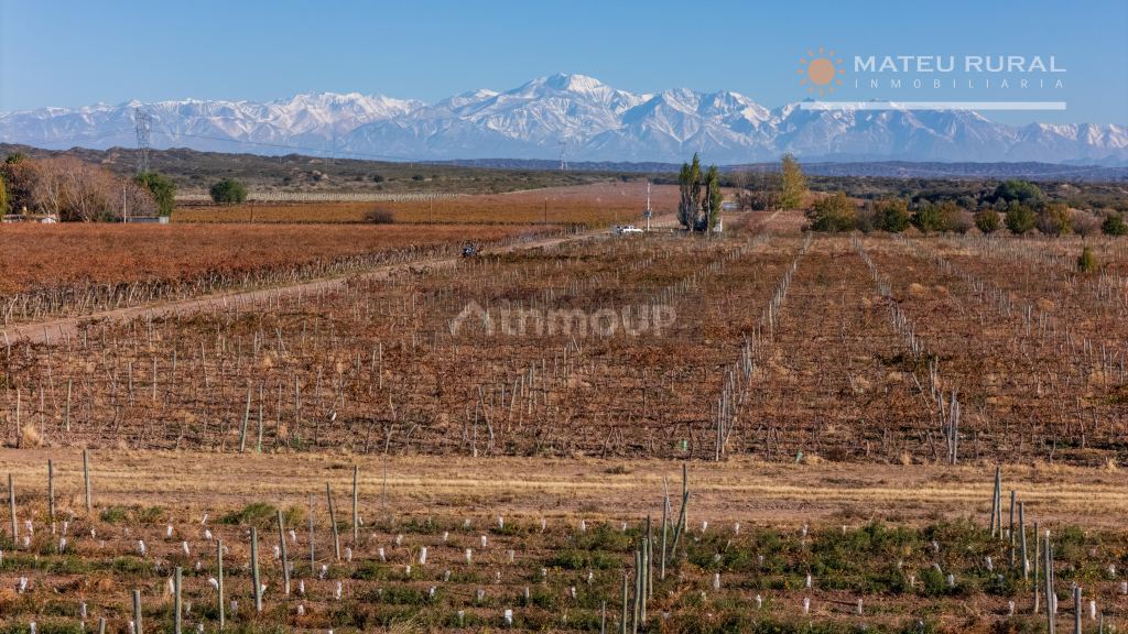 Finca en Venta en Lujan de Cuyo, Mendoza