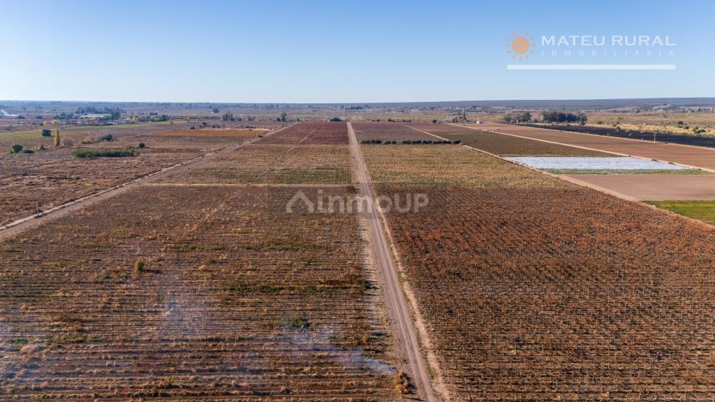 Finca en Venta en Lujan de Cuyo, Mendoza