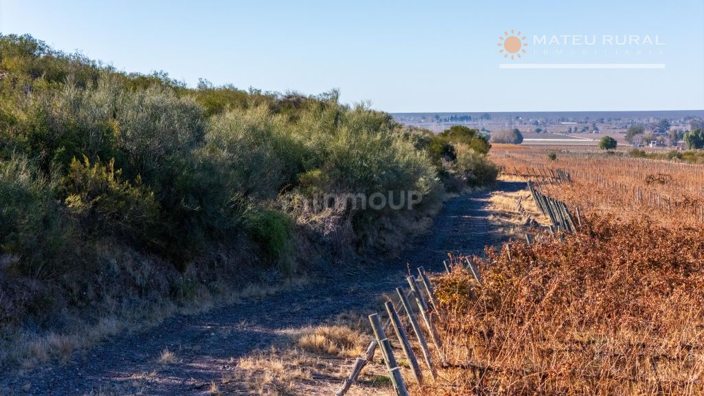 Finca en Venta en Lujan de Cuyo, Mendoza