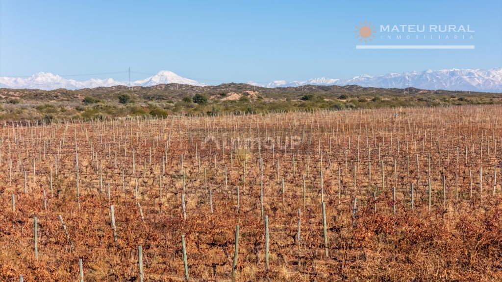 Finca en Venta en Lujan de Cuyo, Mendoza