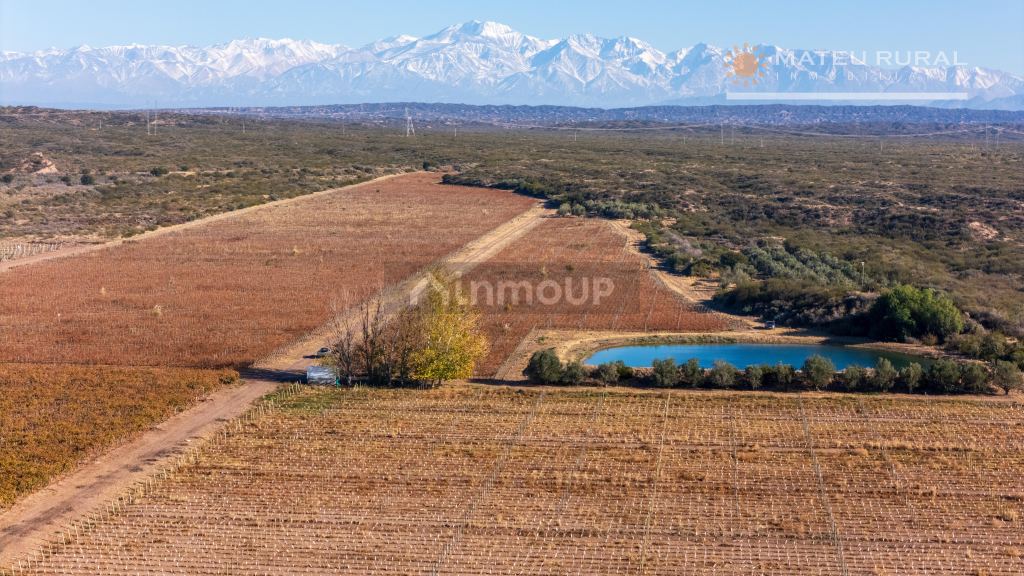 Finca en Venta en Lujan de Cuyo, Mendoza
