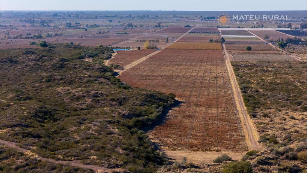 Finca en Venta en Lujan de Cuyo, Mendoza