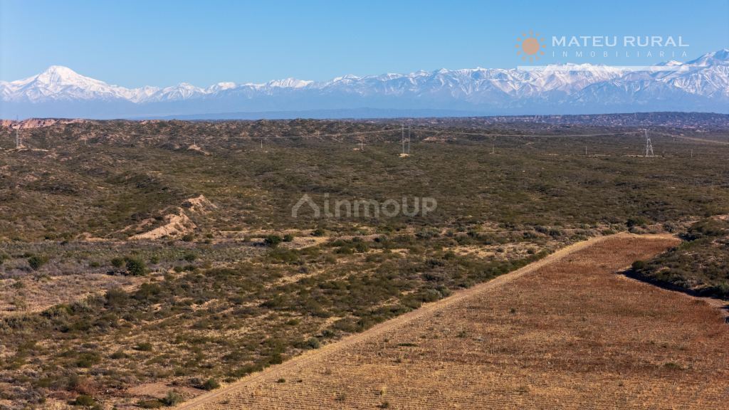 Finca en Venta en Lujan de Cuyo, Mendoza
