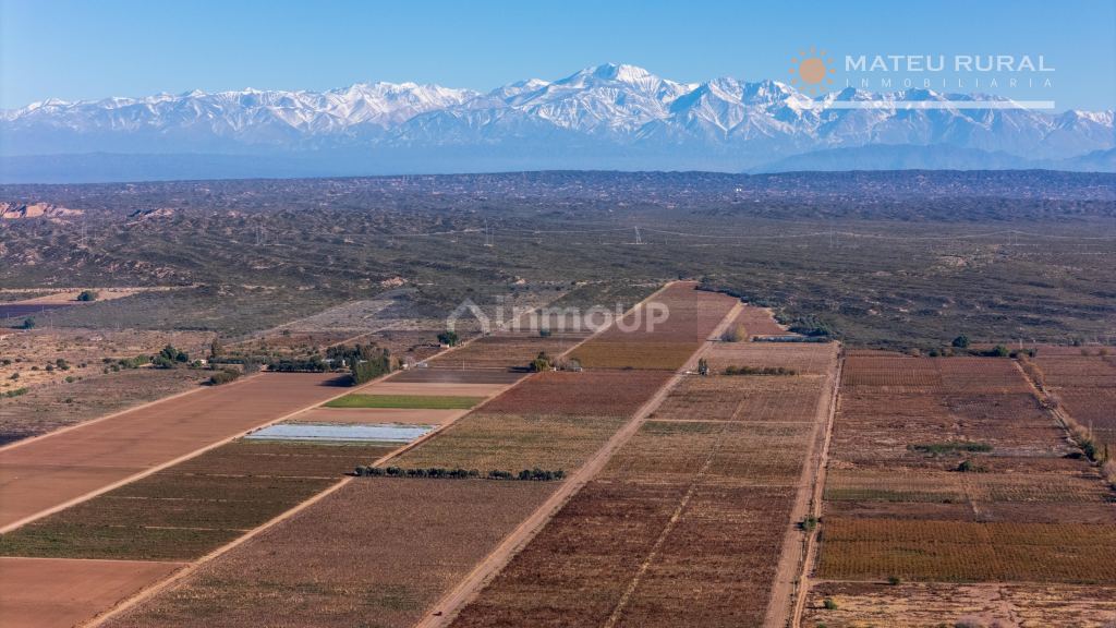 Finca en Venta en Lujan de Cuyo, Mendoza