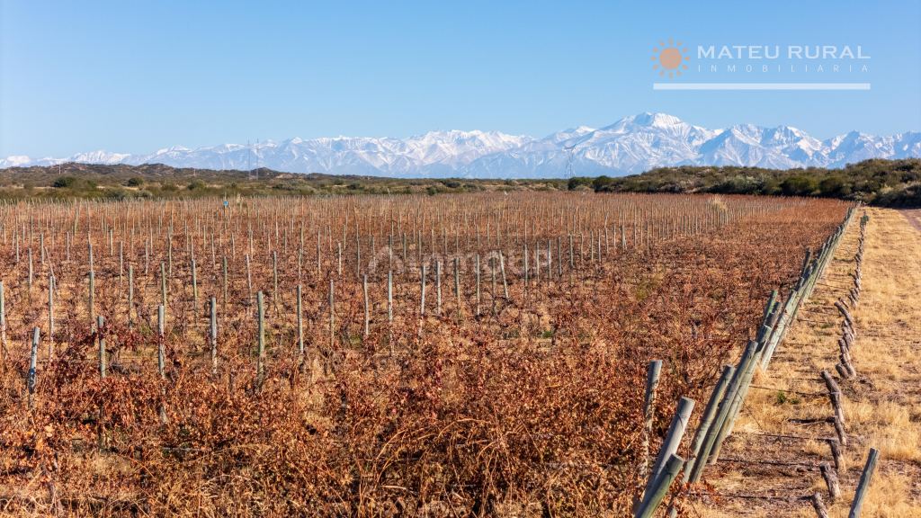 Finca en Venta en Lujan de Cuyo, Mendoza