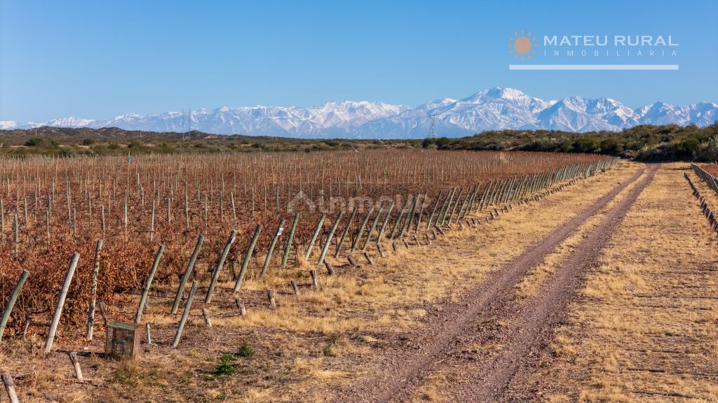 Finca en Venta en Lujan de Cuyo, Mendoza