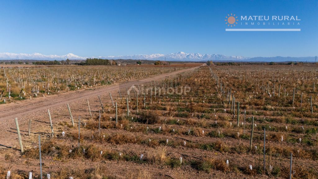 Finca en Venta en Lujan de Cuyo, Mendoza