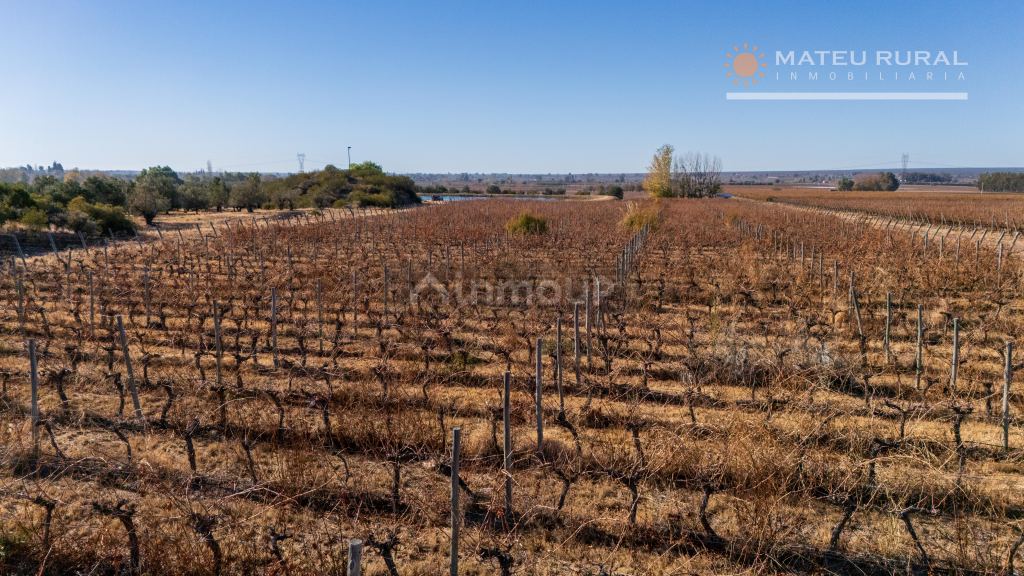 Finca en Venta en Lujan de Cuyo, Mendoza