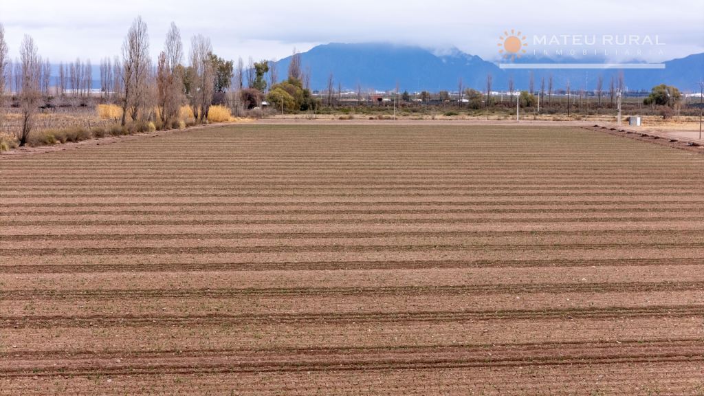 Finca en Venta en Lujan de Cuyo, Mendoza