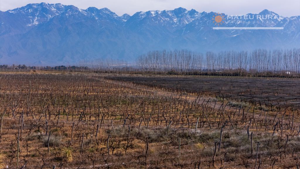 Finca en Venta en San Carlos, Mendoza
