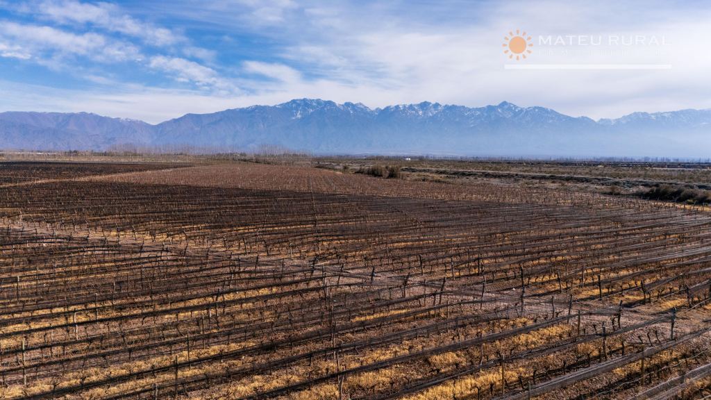 Finca en Venta en San Carlos, Mendoza