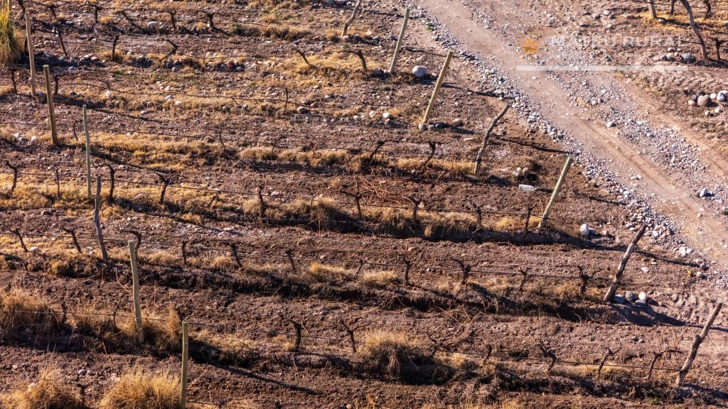 Finca en Venta en San Carlos, Mendoza