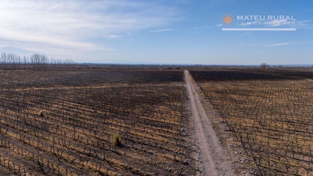 Finca en Venta en San Carlos, Mendoza