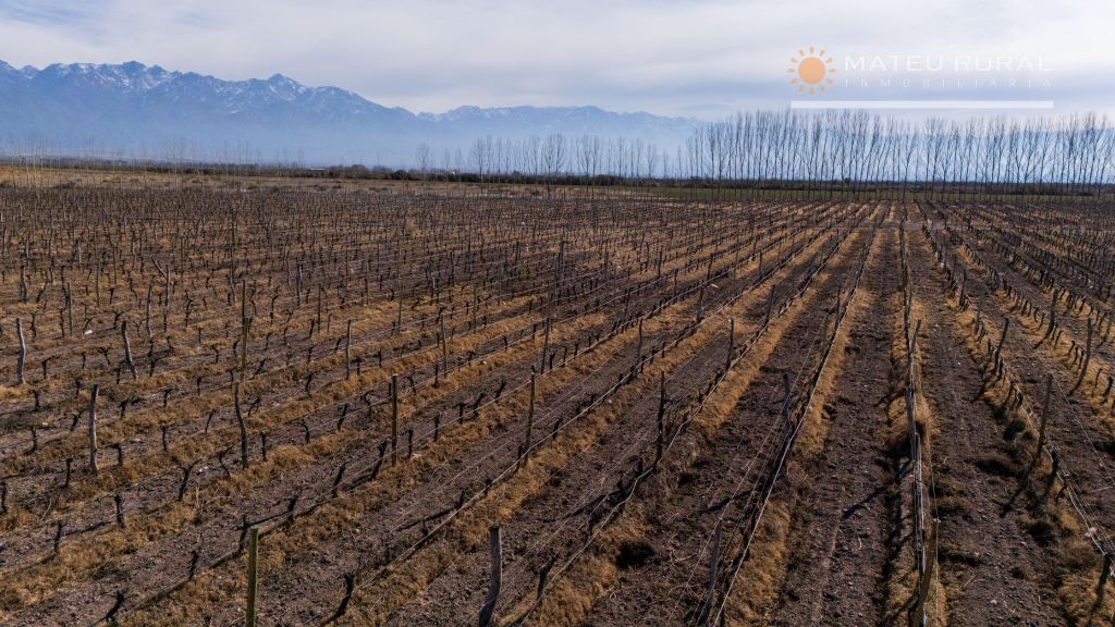 Finca en Venta en San Carlos, Mendoza