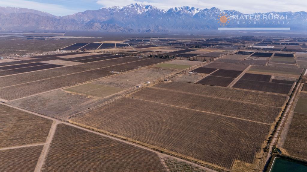 Finca en Venta en San Carlos, Mendoza