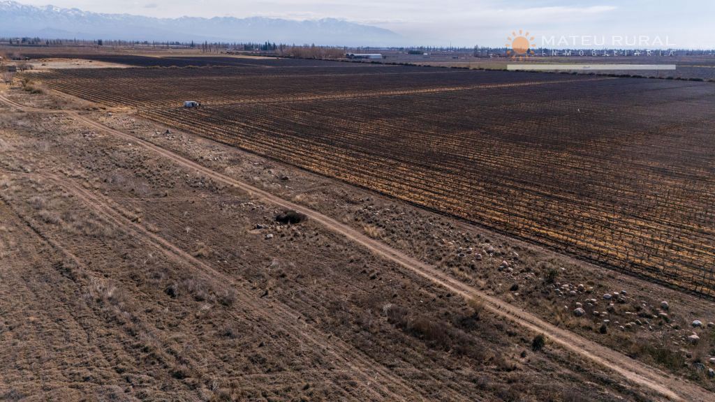 Finca en Venta en San Carlos, Mendoza