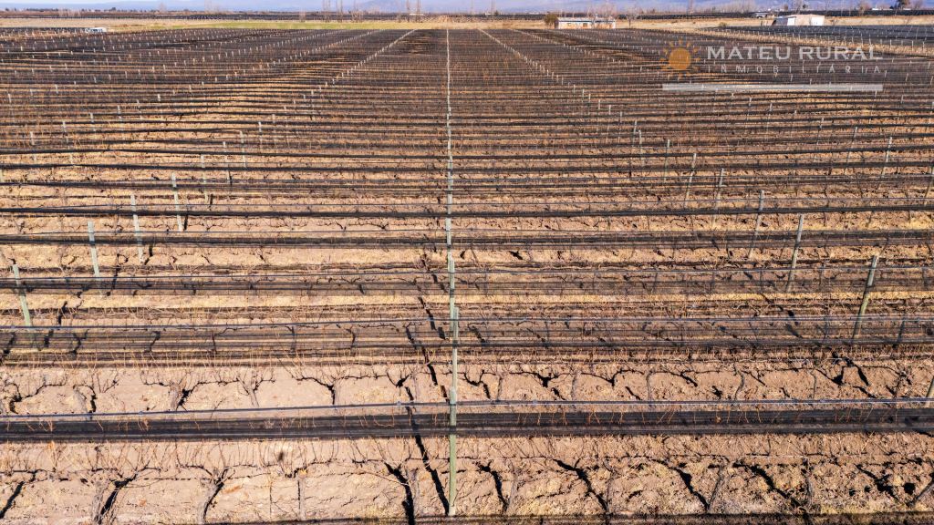 Finca en Venta en San Carlos, Mendoza