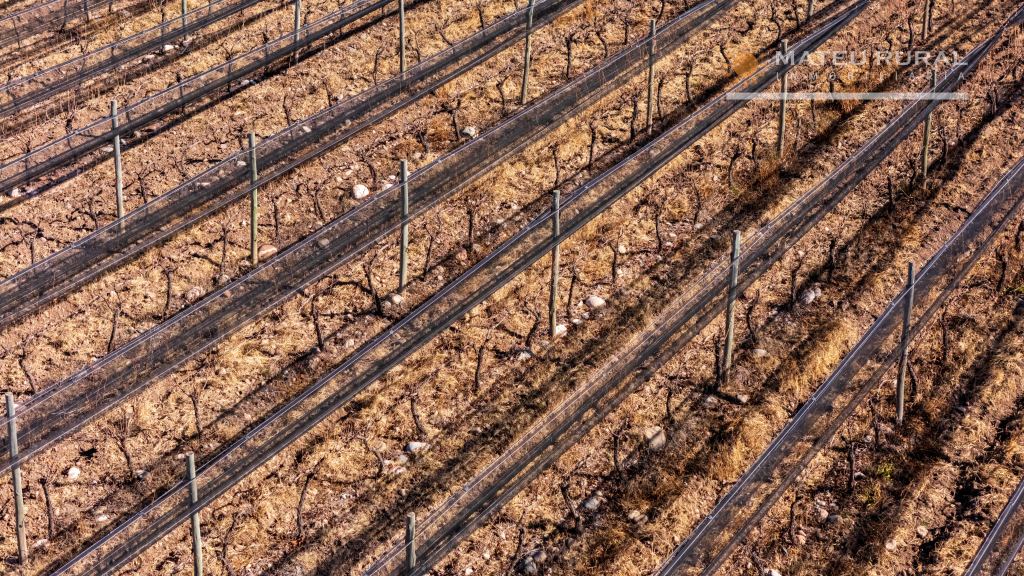 Finca en Venta en San Carlos, Mendoza