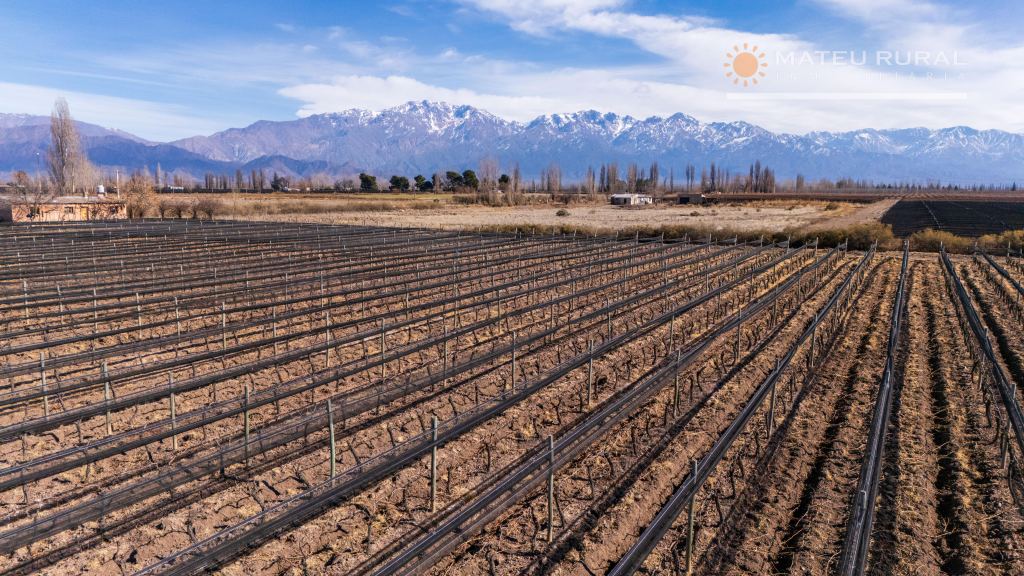 Finca en Venta en San Carlos, Mendoza