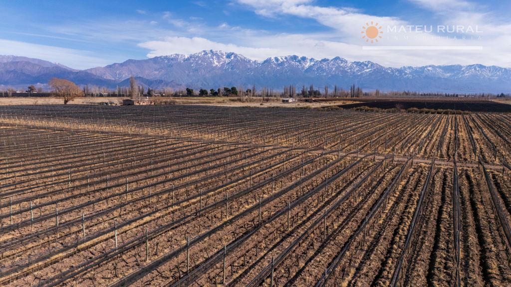 Finca en Venta en San Carlos, Mendoza