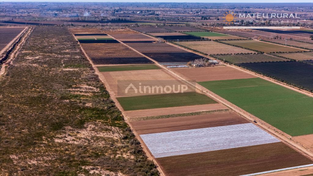 Finca en Venta en Lujan de Cuyo, Mendoza
