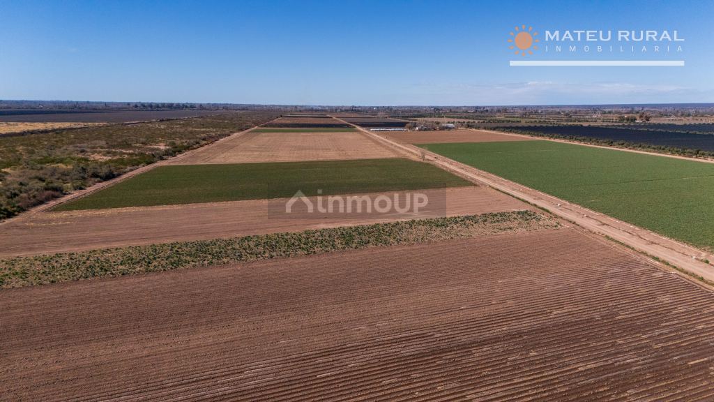 Finca en Venta en Lujan de Cuyo, Mendoza